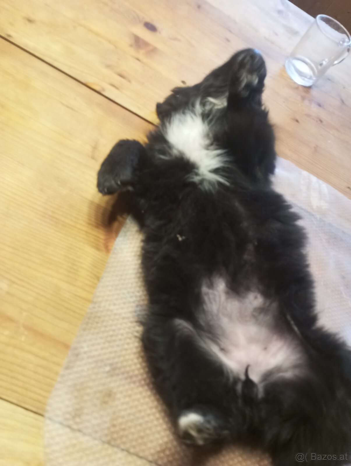 Mischlings Hunde Welpen - 3