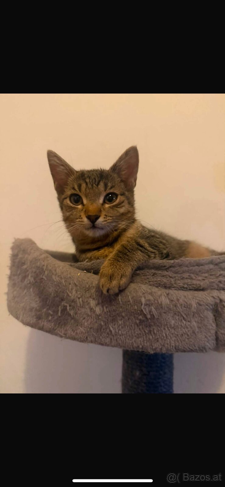 Kitten - 3