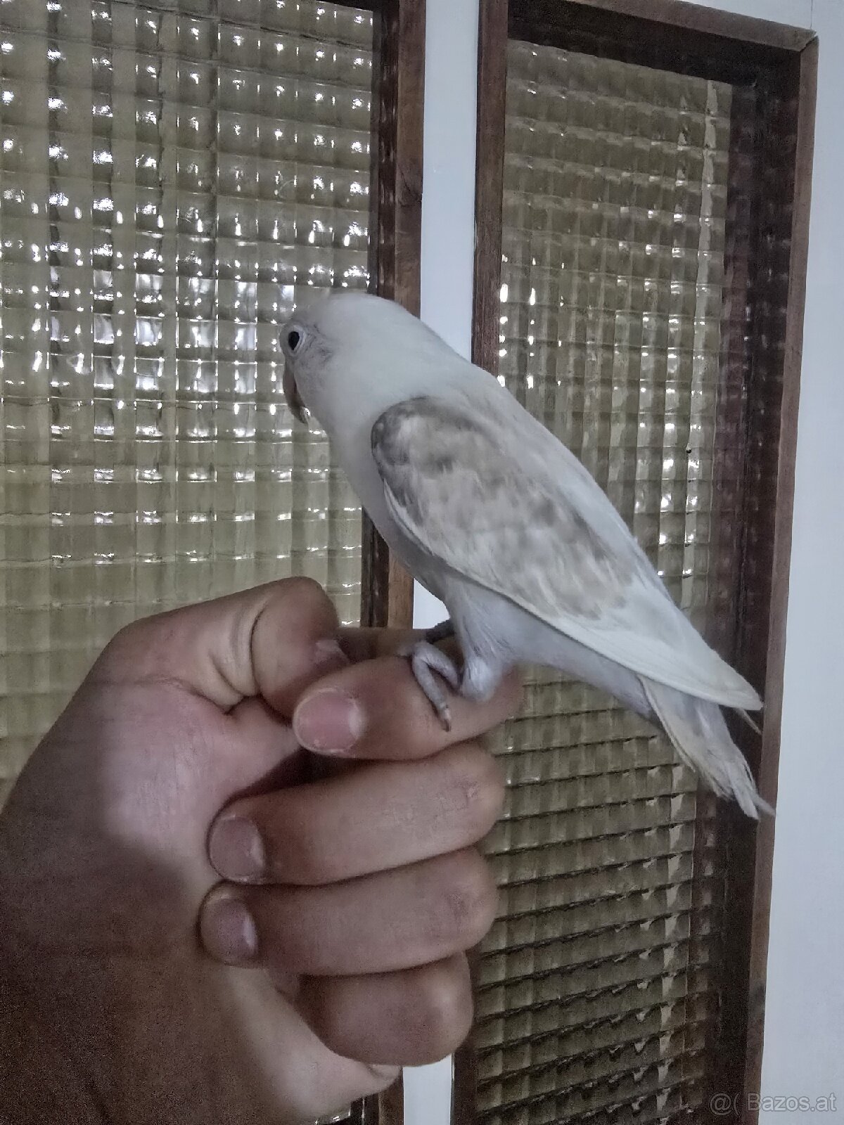 Vögel - 3