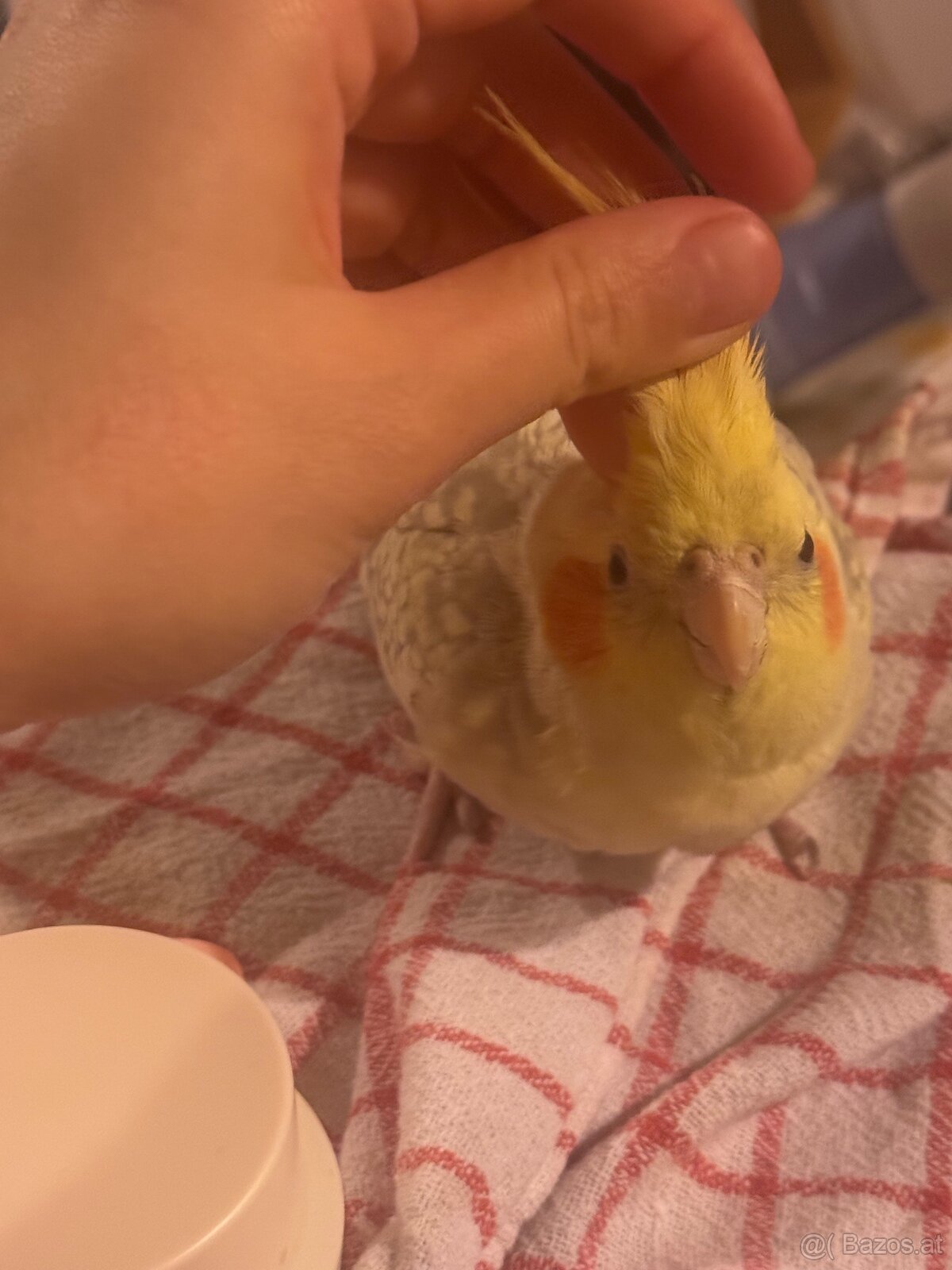 3 Vögel/Nymphensittiche + Käfig inkl. Zubehör - 3
