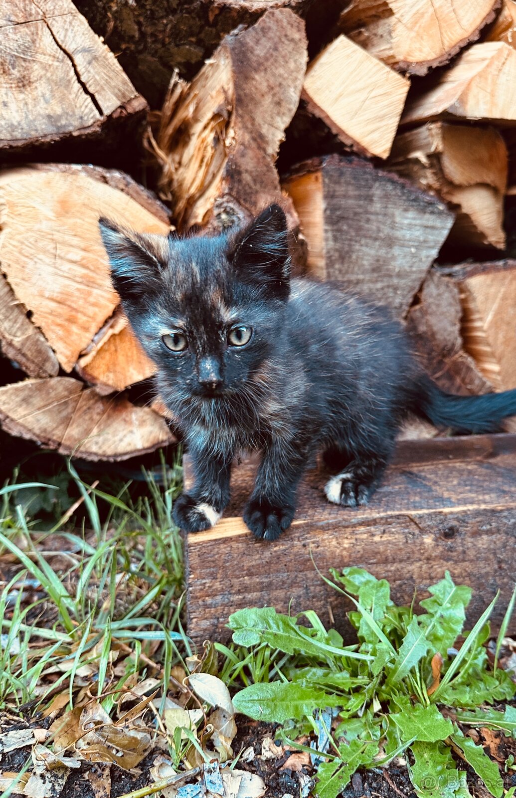 Katzenbabys - 3