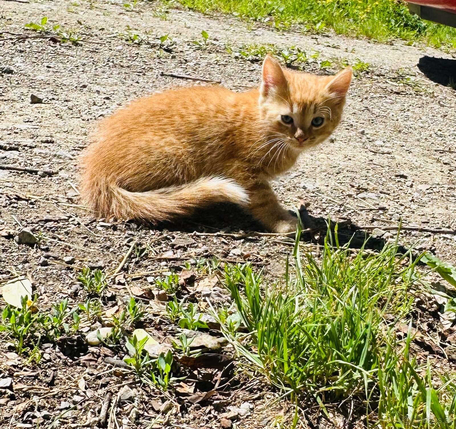 Katzenbabys - 3