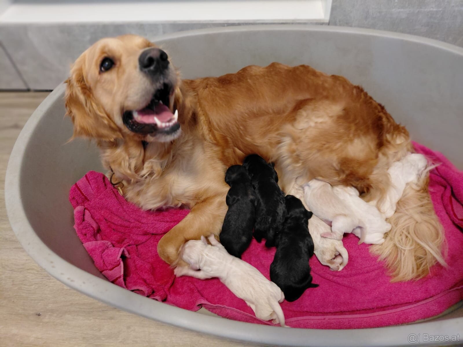 Goldendoodle - 3