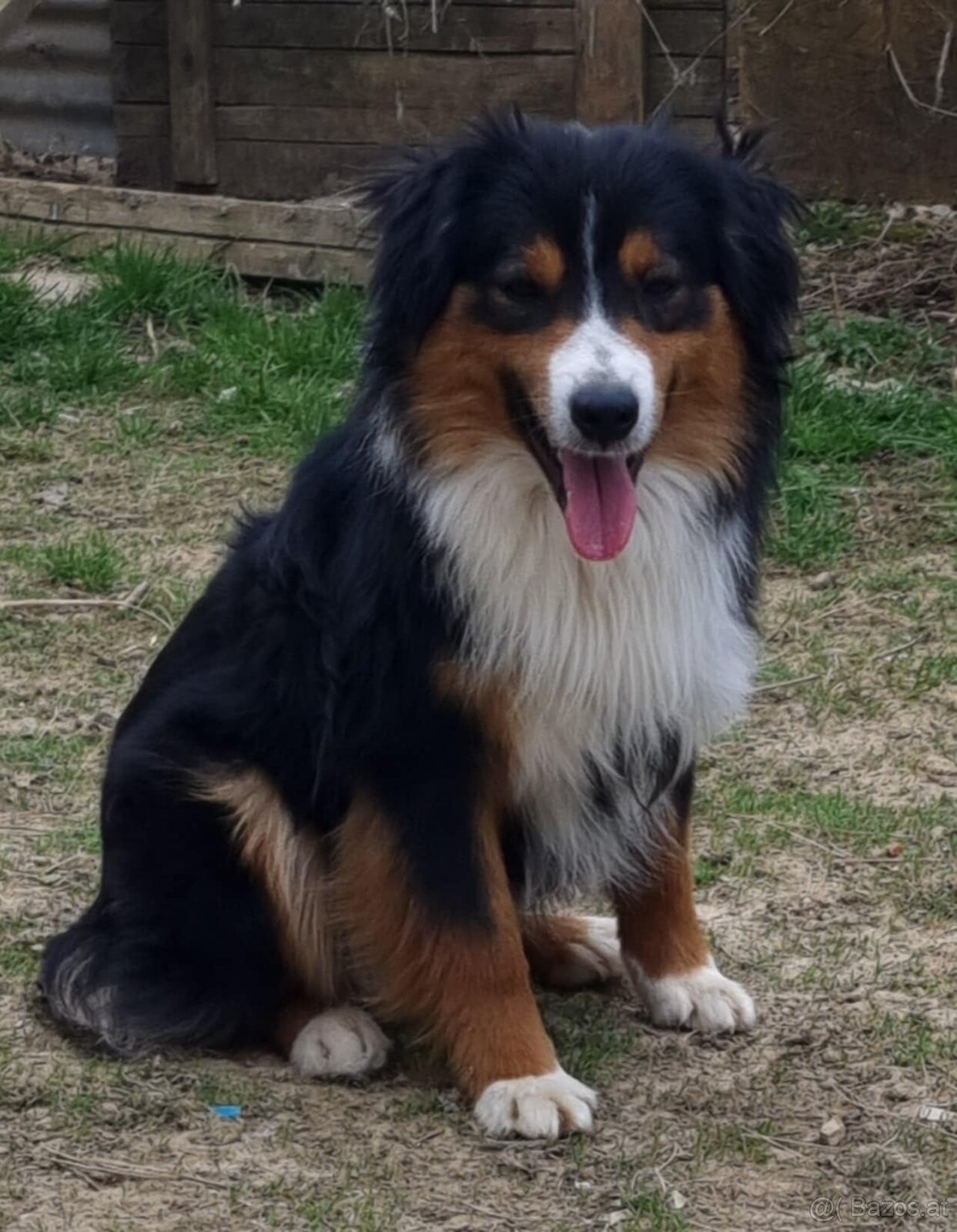 Miniatur amerikan shepherd - 3