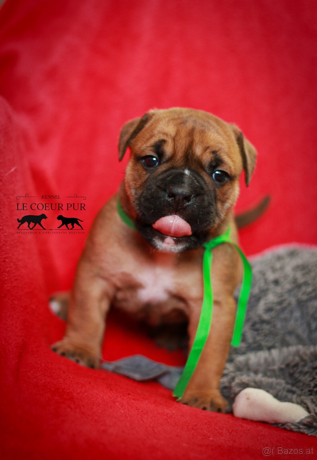 Continental bulldog welpen - 3