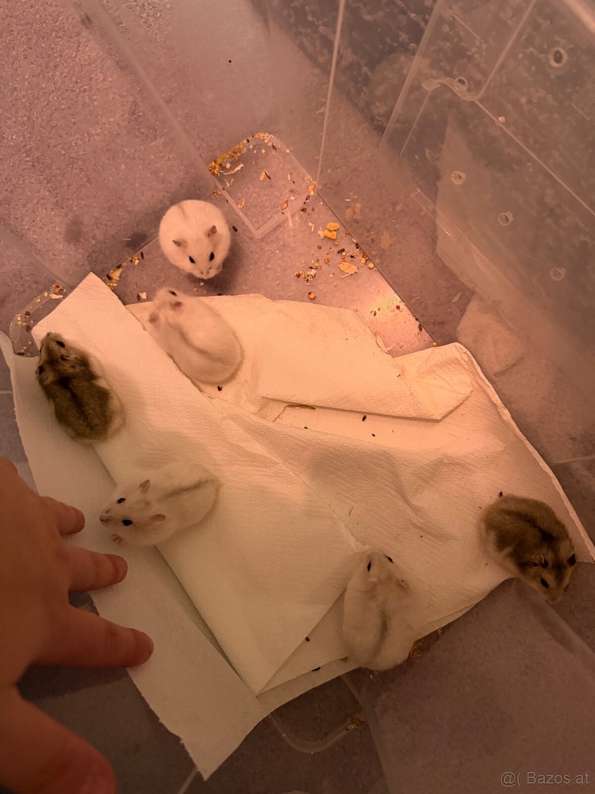 Dschungarische Zwerghamster Babys - 3