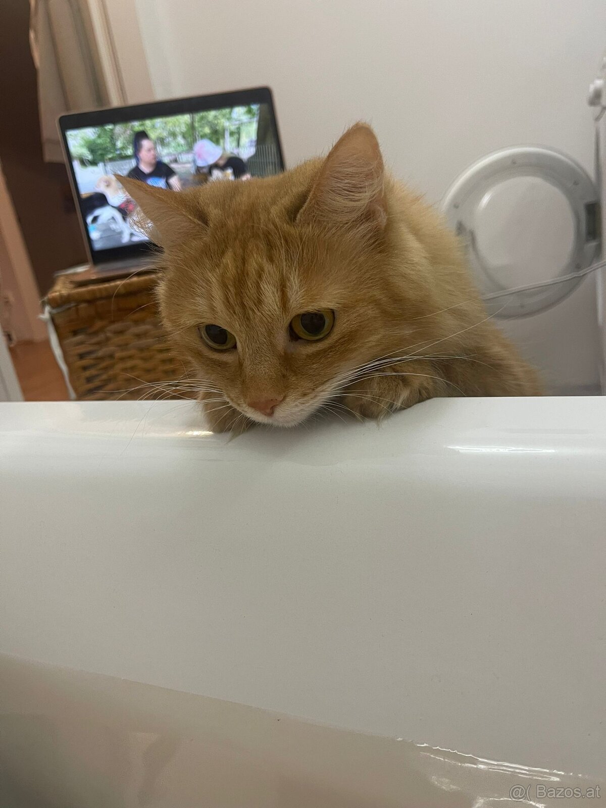 Herzenskatze (12) sucht stressfreien Altersruhesitz - 3