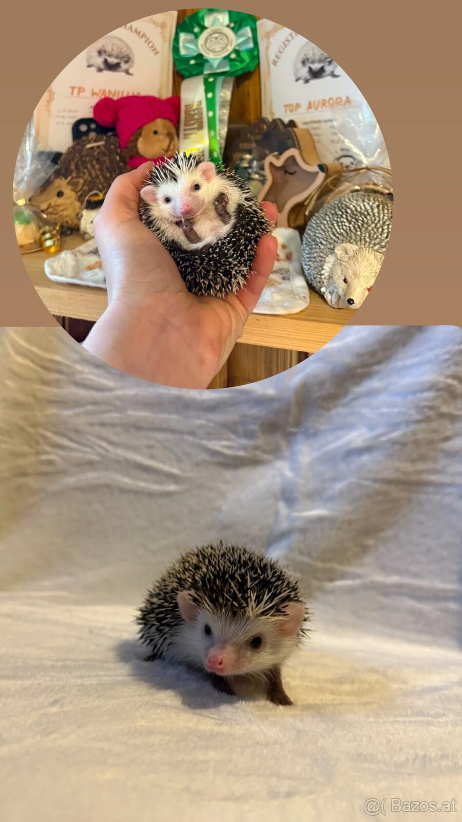 Afrikanische Zwergigel - (African Pygmy Hedgehog) - 3
