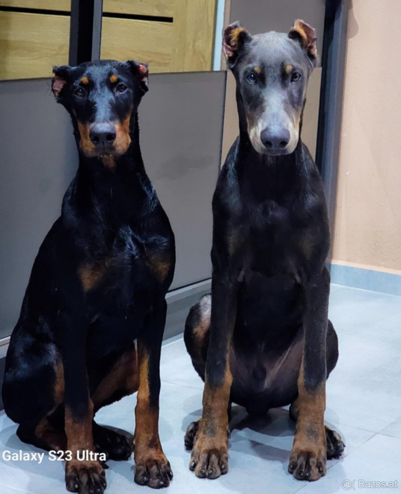 Doberman puppies zum werkaufen - 3