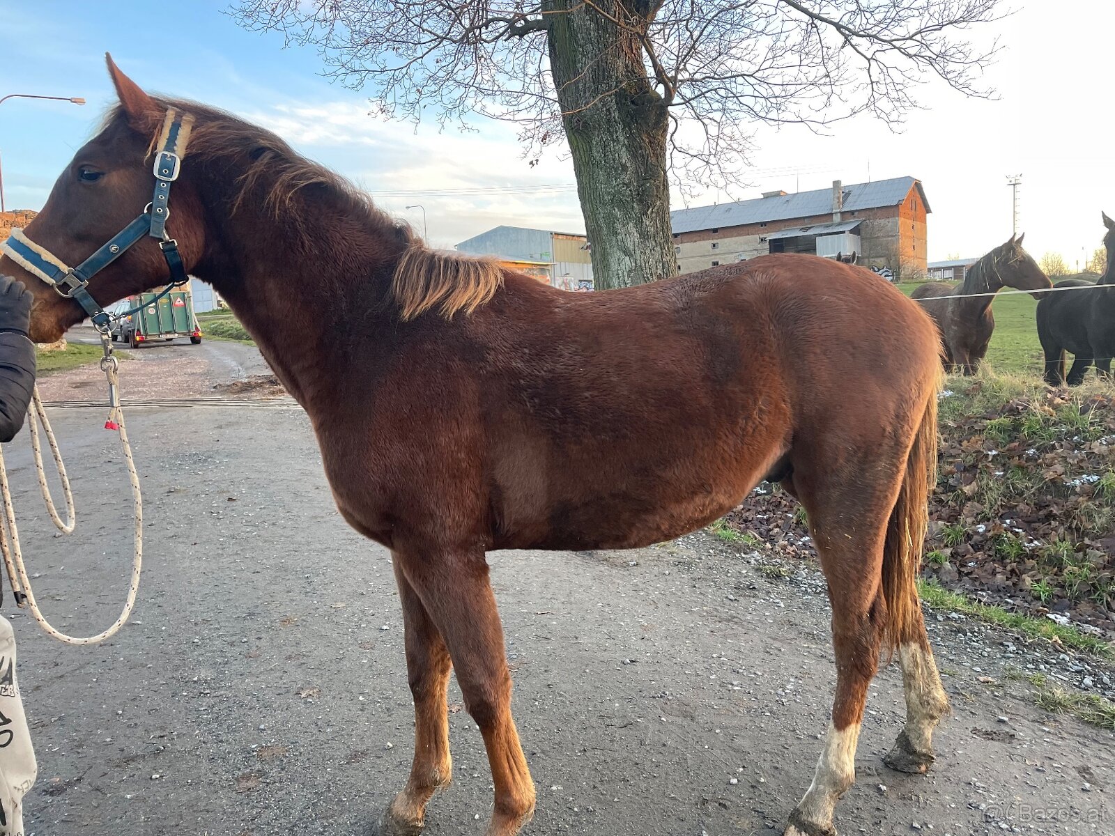 Hengst von Heartbreak ZH - 3