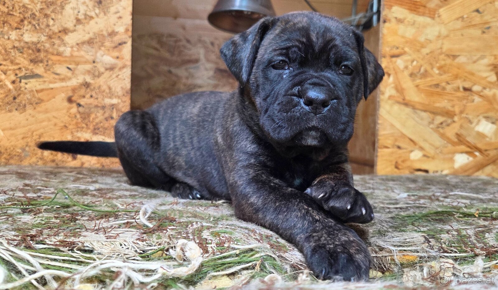 Cane Corso mit Stammbaum - 3