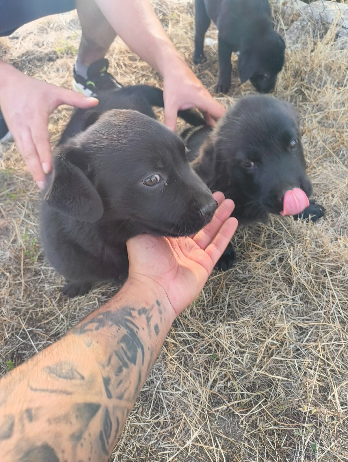 Labrador-Welpen zu verkaufen - 3