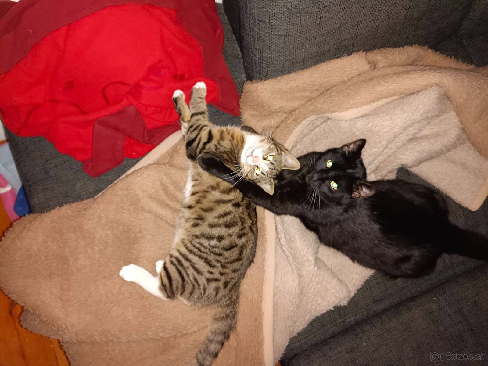 junge Katzen suchen dringend neues Zuhause - 3
