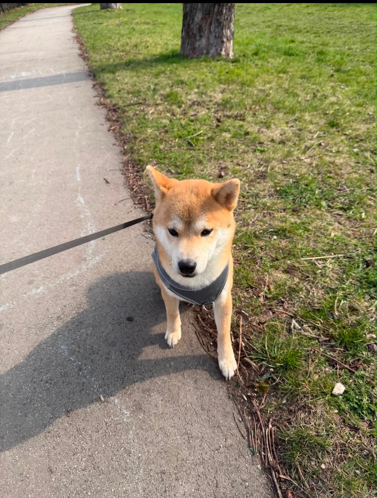 Wunderschöner Shiba Inu sucht liebevolles Zuhause 🐾 - 3