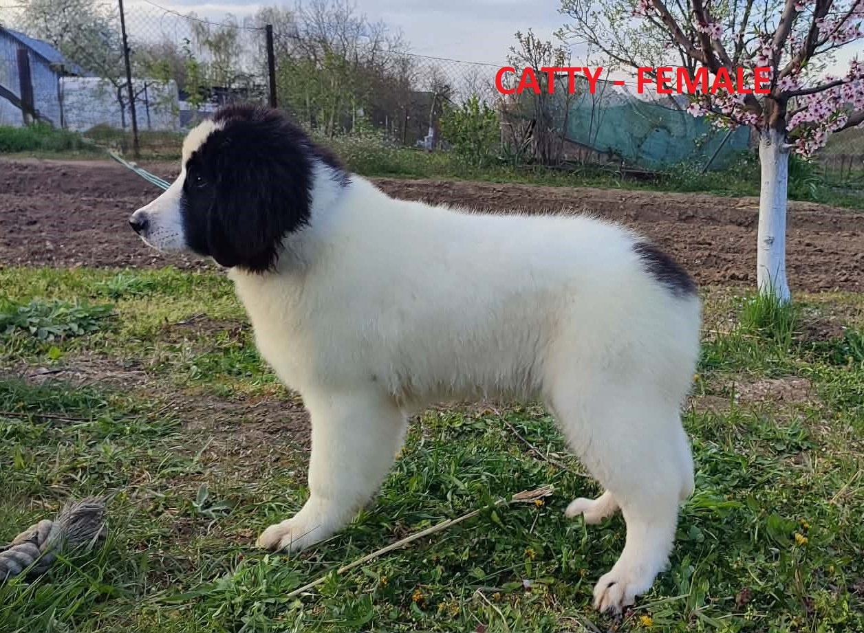 LANDSEER - 3