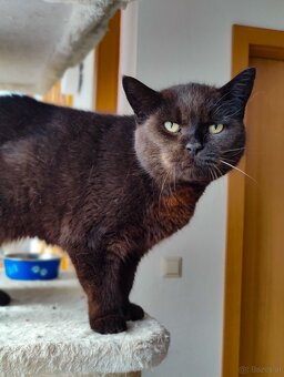 Katze abzugeben - 3