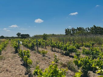 Weinberge auf Sardinien, Italien - 3