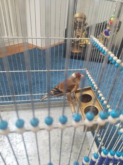 Stieglitzmischling - 3