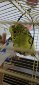 Wellensittiche zum Verkauf - 3