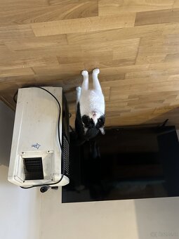Zwei Katzen zu verschenken - 3