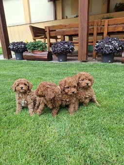 Pudel poodle toy red - 3