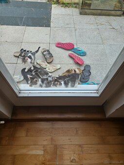 Katzen - 3
