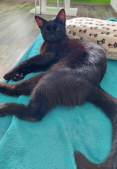 Katze sucht neues Zuhause - ab Juni - 3