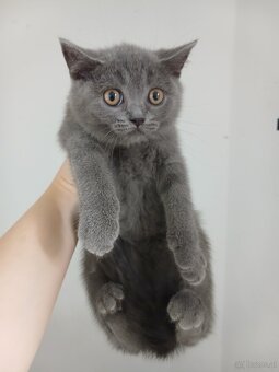 BKH kitten - 3