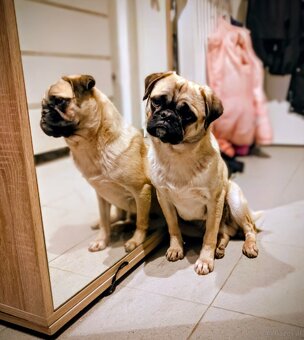 Sportlicher MOPS Rüde - 8 Monate - 3