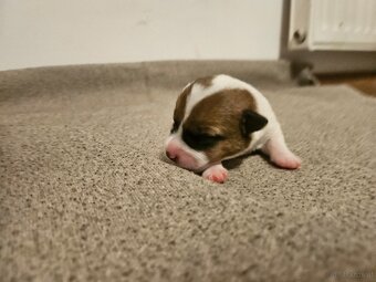 Jack Russell Terrier Welpen gew.13.04.2026 - 3