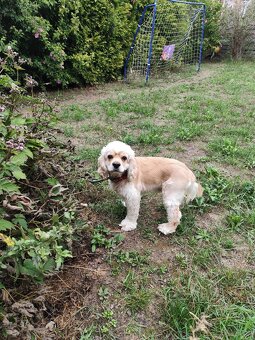 SPANIEL- FREUNDE AUFGEPASST - 3