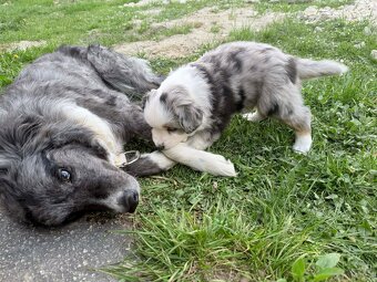 Miniature American Shepherd FCI - 3