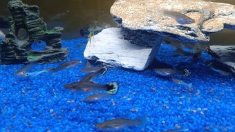 Guppy, Molly - 3