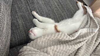 Katzenmädchen zu vergeben - 3