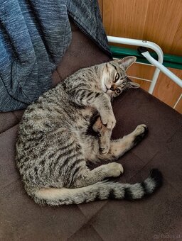 Katze zu vergeben - 3