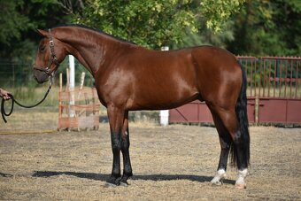 🐎Wallach von ausgezeichneter Abstammung - 3