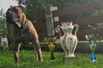 Presa  Canario - 3