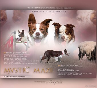 Beautiful Border Collie Puppy Ready to Join Your Family - 3