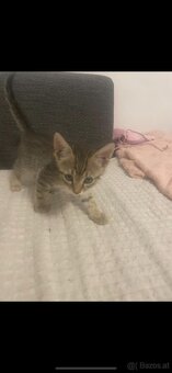 Babykatze - 3