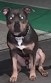 Hund/Staff - 3