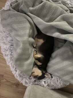 Chihuahua Welpen - 3