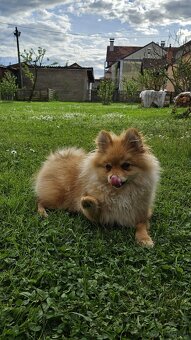 Männlicher Pomeranian-Welpe - 3
