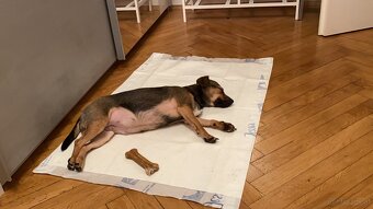 Chihuahua mischlings Dame - 3