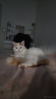 Kater Murzik sucht ein neues Zuhause - 3