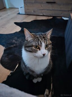 Europäisch Kurzhaar Katze abzugeben - 3