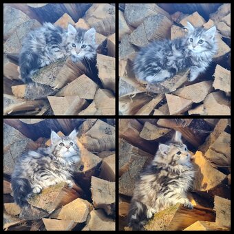 Maine Coon Kitten suchen Herzensplätze - 3