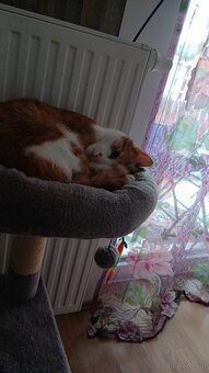 Kater - 3