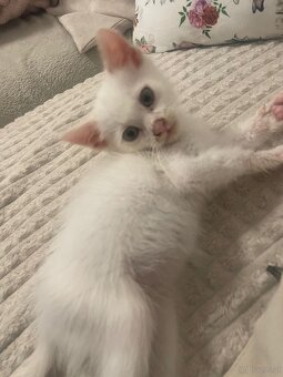 Baby katze - 3