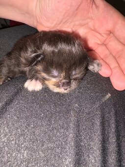 3 Maine Coon Mädels Abgabe ab 09.01.2026 - 3