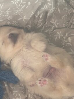 Pomeranian ( Zwergspitz Welpen ) - 3